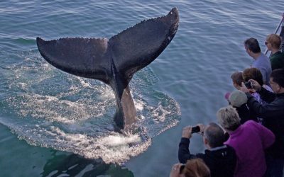 Finding the best whale watching Hervey Bay packages
