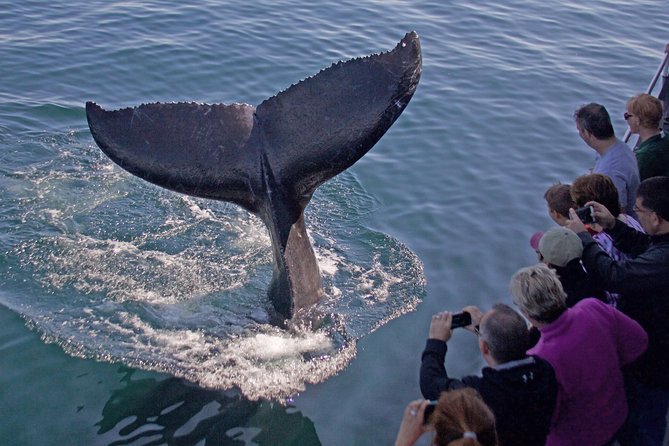 Finding the best whale watching Hervey Bay packages